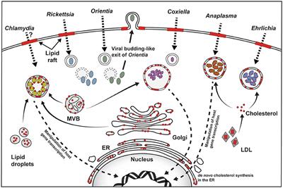 Manipulation of Host Cholesterol by Obligate Intracellular Bacteria